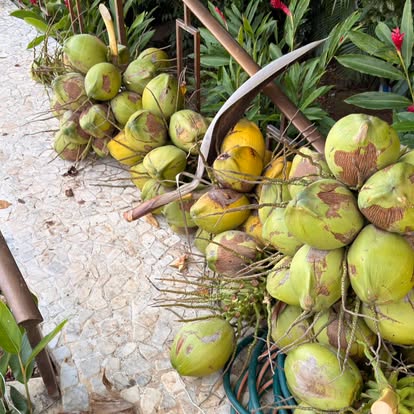 Fresh coconuts gathered beside a garden path at El Refugio